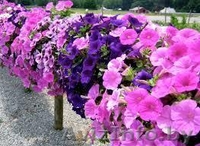 Декоративные цветы - Изображение #3, Объявление #1278665