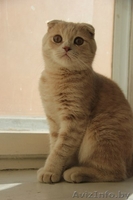 скоттиш фолд кот - Изображение #1, Объявление #1288613