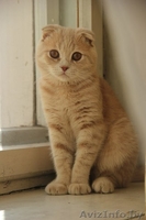 скоттиш фолд кот - Изображение #2, Объявление #1288613