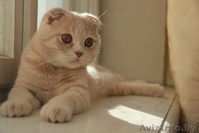 скоттиш фолд кот - Изображение #3, Объявление #1288613