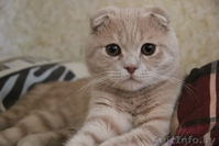 скоттиш фолд кот - Изображение #4, Объявление #1288613