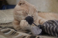 скоттиш фолд кот - Изображение #5, Объявление #1288613