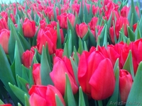Тюльпаны оптом к 8-му марта. - Изображение #1, Объявление #1375372