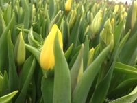 Тюльпаны оптом к 8-му марта. - Изображение #5, Объявление #1375372