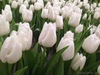 Тюльпаны оптом к 8-му марта. - Изображение #2, Объявление #1375372