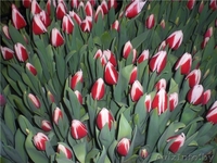 ТЮЛЬПАНЫ НА 8-Е МАРТА - Изображение #1, Объявление #1370447