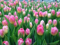 Тюльпаны оптом к 8-му марта. - Изображение #3, Объявление #1375372