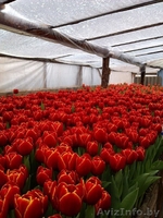 Тюльпаны оптом и в розницу к 8 марта - Изображение #3, Объявление #1375612