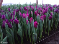 ТЮЛЬПАНЫ НА 8-Е МАРТА - Изображение #4, Объявление #1370447