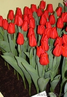 ТЮЛЬПАНЫ НА 8-Е МАРТА - Изображение #6, Объявление #1370447