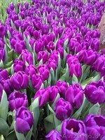 Тюльпаны оптом и в розницу к 8 марта - Изображение #4, Объявление #1375612