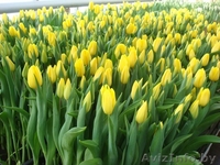 ТЮЛЬПАНЫ НА 8-Е МАРТА - Изображение #5, Объявление #1370447
