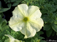 Петуния оптом и в розницу! - Изображение #2, Объявление #1427756