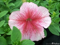 Петуния оптом и в розницу! - Изображение #3, Объявление #1427756