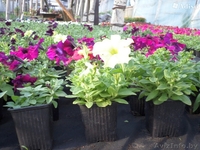 Петуния оптом и в розницу! - Изображение #4, Объявление #1427756