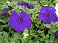 Петуния оптом и в розницу! - Изображение #5, Объявление #1427756