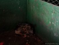 Срочно! Усыпалка в Пинске - Изображение #4, Объявление #1608509