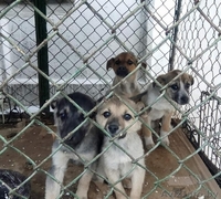 Срочно! Усыпалка в Пинске - Изображение #1, Объявление #1608509