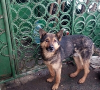 Срочно! Усыпалка в Пинске - Изображение #2, Объявление #1608509