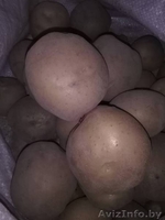 Картофель крупный, качественный, вкусный. - Изображение #1, Объявление #1633244