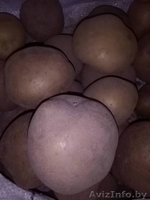 Картофель крупный, качественный, вкусный. - Изображение #3, Объявление #1633244