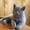 Куплю недорого британского короткошерстного котенка, можно без родословной, не о - Изображение #1, Объявление #80209