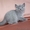 Куплю недорого британского короткошерстного котенка, можно без родословной, не о - Изображение #2, Объявление #80209