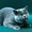 Куплю недорого британского короткошерстного котенка,  можно без родословной,  не о #80209