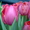 Сдам тюльпаны оптом! - Изображение #1, Объявление #168769