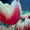 Сдам тюльпаны оптом! - Изображение #3, Объявление #168769