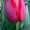 Сдам тюльпаны оптом! - Изображение #5, Объявление #168769