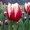 Сдам тюльпаны оптом! - Изображение #7, Объявление #168769