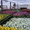 продам тюльпаны оптом в  Пинск - Изображение #1, Объявление #542925