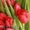 Продам тюльпаны к 8 марта    