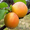 Продажа саженцев плодово-ягодных культур - Изображение #7, Объявление #939438