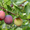 Продажа саженцев плодово-ягодных культур - Изображение #6, Объявление #939438