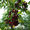 Продажа саженцев плодово-ягодных культур - Изображение #2, Объявление #939438