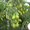 Продажа саженцев плодово-ягодных культур - Изображение #5, Объявление #939438