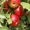 Продажа саженцев плодово-ягодных культур - Изображение #1, Объявление #939438