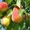 Продажа саженцев плодово-ягодных культур - Изображение #4, Объявление #939438