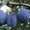 Продажа саженцев плодово-ягодных культур - Изображение #3, Объявление #939438