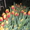 Продам тюльпаны - Изображение #6, Объявление #986613
