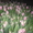 Продам тюльпаны - Изображение #7, Объявление #986613