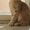 скоттиш фолд кот - Изображение #1, Объявление #1288613