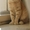 скоттиш фолд кот - Изображение #2, Объявление #1288613