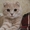 скоттиш фолд кот - Изображение #4, Объявление #1288613