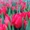 Тюльпаны оптом к 8-му марта. - Изображение #1, Объявление #1375372