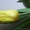 Тюльпаны оптом к 8 матра - Изображение #3, Объявление #1371507