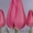 тюльпаны в  Пинске оптом и в розницу к 8 марта 2016 - Изображение #2, Объявление #1220774
