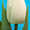 тюльпаны в  Пинске оптом и в розницу к 8 марта 2016 - Изображение #3, Объявление #1220774